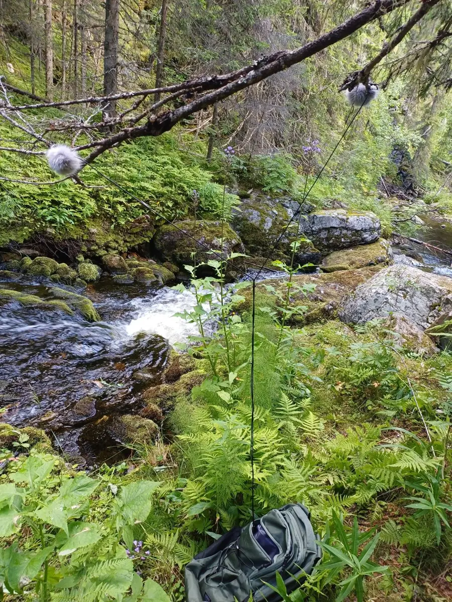 Two windshielded microphones hung in branches above a forest stream